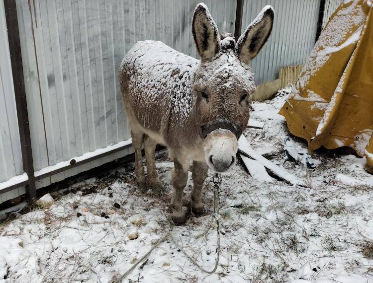 На Кубани привязанный к забору и припорошенный снегом ослик вызвал жалость и гнев в Сети