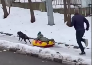 В Сочи полиция проверит видео, на котором собака катает малыша на тюбинге
