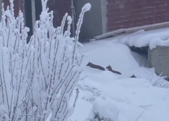 В Сочи на улице Абовяна сняли на видео стаю шакалов