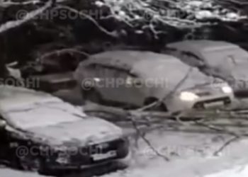 В Сочи дерево рухнуло на автомобиль