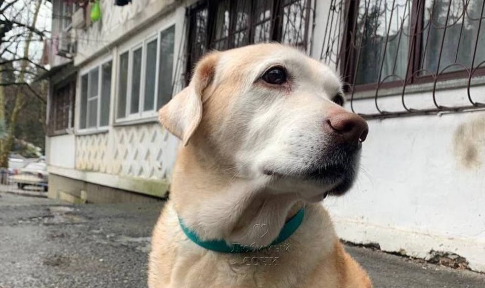 В Сочи нашли мать собак, работающих спасателями