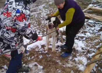 Жалостно смотрела и скулила: на Кубани спасли провалившуюся в колодец собаку