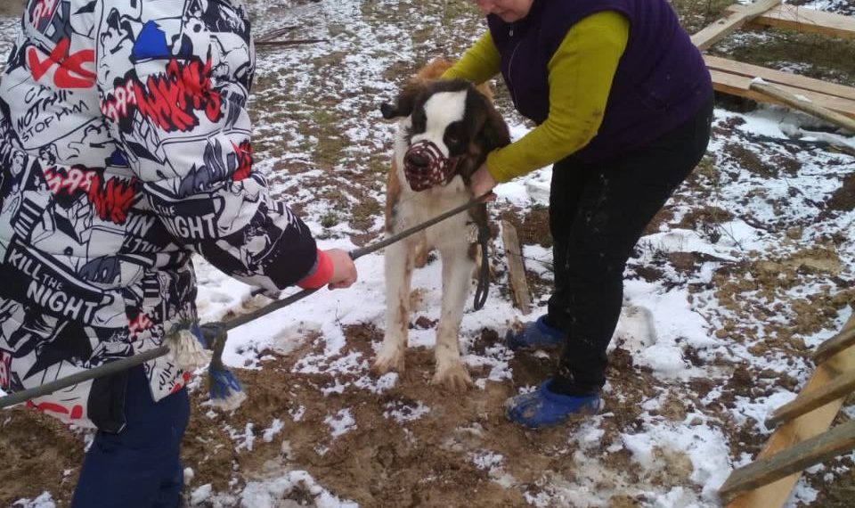 Жалостно смотрела и скулила: на Кубани спасли провалившуюся в колодец собаку