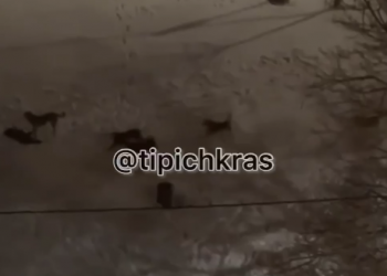 В Краснодаре жителей Юбилейного микрорайона терроризирует стая бродячих собак