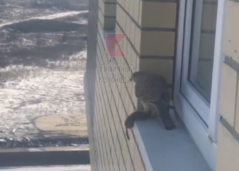 В Краснодаре появилось видео, как сокол на карнизе долбит ласку