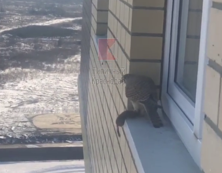 В Краснодаре появилось видео, как сокол на карнизе долбит ласку