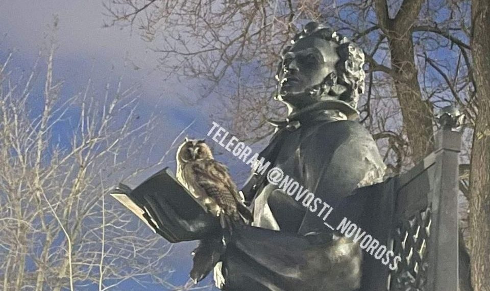 В Новороссийске засняли сову, севшую на руки к Пушкину с книгой