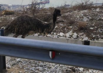 В горах Новороссийска 28 февраля спасатели 2 часа гонялись за страусом