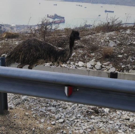 В горах Новороссийска 28 февраля спасатели 2 часа гонялись за страусом