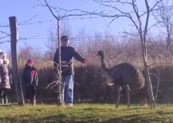 На Кубани месяц ищут беглого страуса Дусю