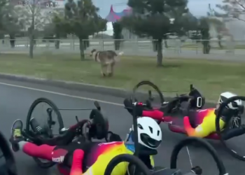 На Кубани собака около трассы соревновалась со спортсменами на скорость