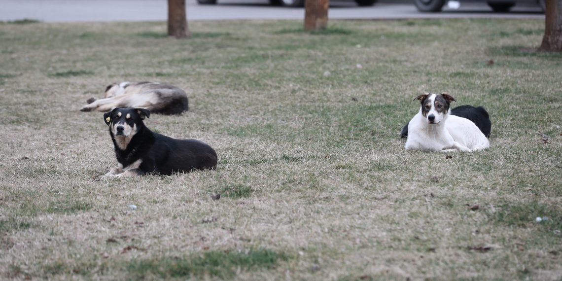 В Краснодаре отловили почти 700 бродячих собак