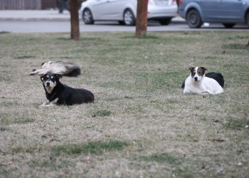В Краснодаре отловили почти 700 бродячих собак
