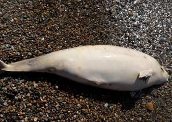 На Кубани женщина нашла труп «акулы»