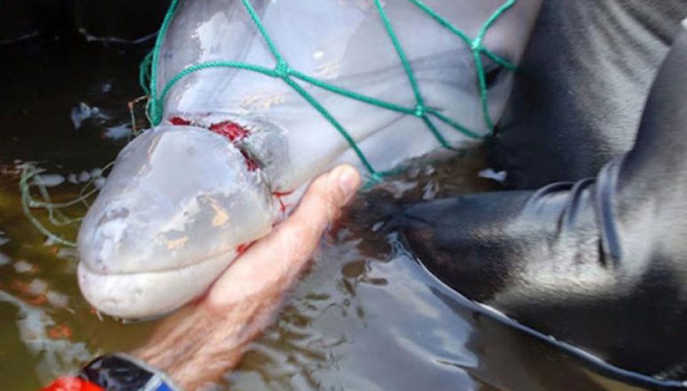 В Сочи назвали стоимость похорон дельфинов, кошек и собак в 2023 году