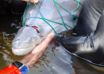 В Сочи назвали стоимость похорон дельфинов, кошек и собак в 2023 году