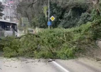 В Сочи упавшее дерево перегородило Курортный проспект