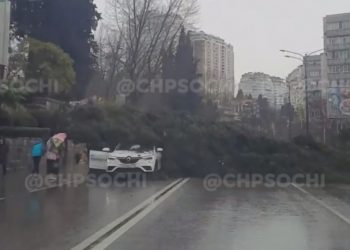 В Сочи дерево рухнуло на машину и перегородило улицу Горького