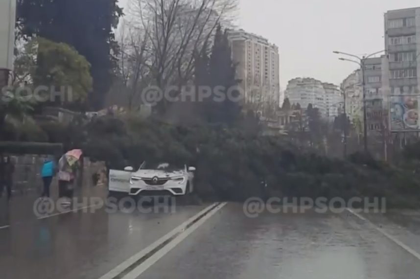 В Сочи дерево рухнуло на машину и перегородило улицу Горького