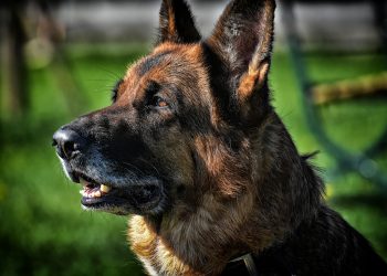 В Анапе неизвестные травят собак