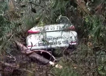 В Сочи дерево рухнуло на припаркованную машину