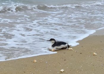 На Кубани спасли краснокнижную гагару