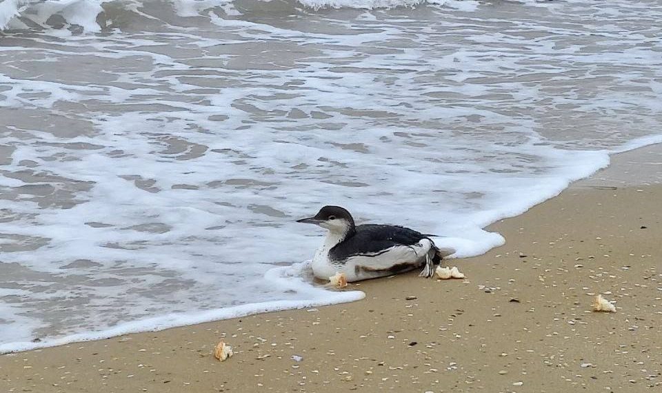 На Кубани спасли краснокнижную гагару