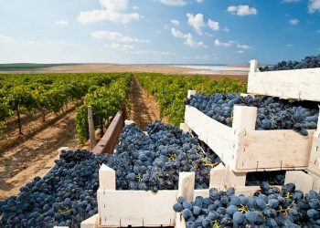 На Кубани выпустили более 230 миллионов литров вина