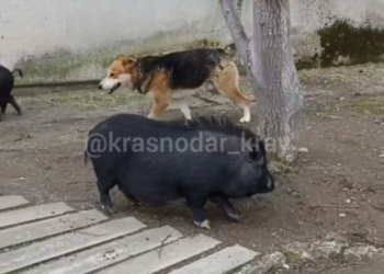 «Милые жирняшки»: в Туапсе во дворе многоэтажки собака поутру гоняла черных свиней
