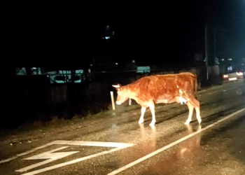 В Сочи корова после ДТП с одним автомобилем отлетела на другой