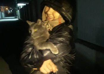 На Кубани спасателям пришлось вызволять кошку, застрявшую в ливневке