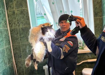 В Новороссийске спасатели вытащили из-под ванны застрявшего огромного кота