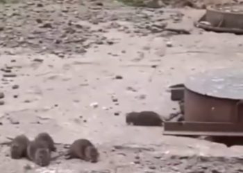 В Краснодаре заметили стаю крыс