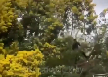 В Сочи перед 8 Марта ведется активная заготовка мимозы