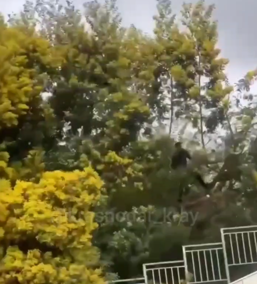 В Сочи перед 8 Марта ведется активная заготовка мимозы