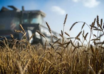 На Кубани потратят 460 миллионов на компенсации затрат по агрострахованию