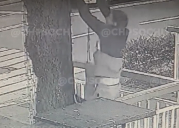 В Сочи процесс лишения пальмы самого сокровенного попал на видео