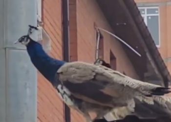 По Краснодару разгуливают павлины