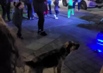 Появилось видео, как пес в Сочи подпевал уличному музыканту