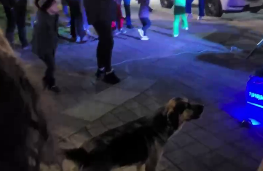 Появилось видео, как пес в Сочи подпевал уличному музыканту