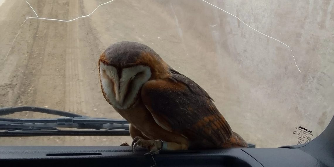 Жительница Новороссийска повторно выходила сбитую машиной сову-сипуху