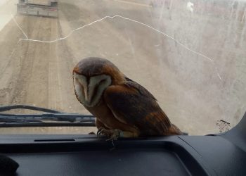 Жительница Новороссийска повторно выходила сбитую машиной сову-сипуху