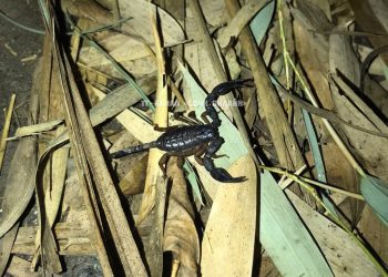 В Сочи жители рассказали, как наладить контакт со скорпионом, и съесть его без вреда для здоровья