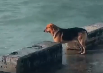 В Сочи собака с 2019 года сидит на пирсе у моря в ожидании своего хозяина