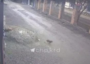 Краснодарец объяснил, зачем стрелял в собаку