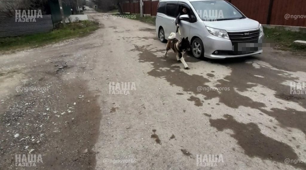 На Кубани девушка придумала оригинальный способ выгула своей лохматой подружки