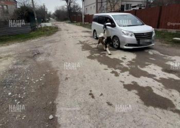 На Кубани девушка придумала оригинальный способ выгула своей лохматой подружки