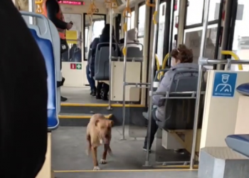 В Краснодаре собака продолжает искать хозяина в трамвае