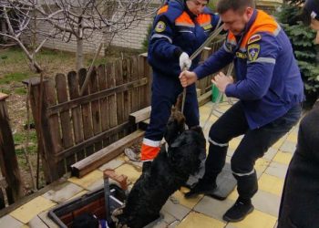 В Новороссийске спасли собаку, провалившуюся в канализацию