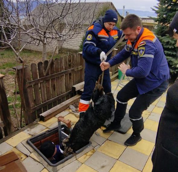 В Новороссийске спасли собаку, провалившуюся в канализацию
